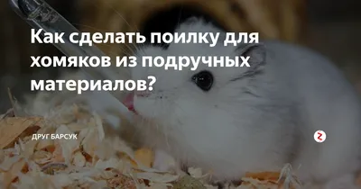 Как сделать поилку для хомяков из подручных материалов? | Друг Барсук | Дзен