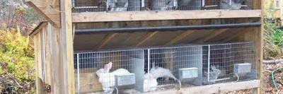 Медные поилки для кроликов, кур, перепелок, других животных, 10 шт. |  AliExpress