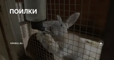 Ниппельные поилки для кролей - кроликов , шиншилл , грызунов.  (ID#503640294), цена: 10.66 ₴, купить на Prom.ua