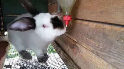 Drinkers for rabbits with their hands - YouTube