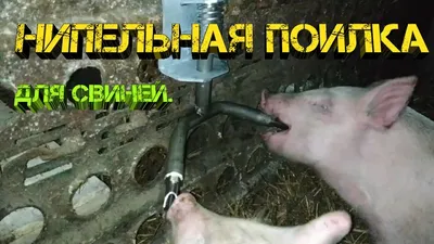 Нипельная поилка для свиней ✓ - YouTube