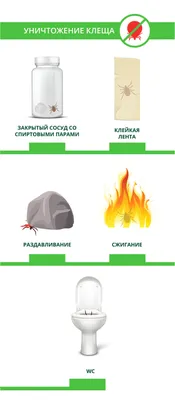 Укус клеща | PUUGIINFO.EE