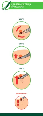 Укус клеща | PUUGIINFO.EE