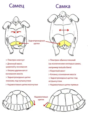 Пол красноухой черепахи фото