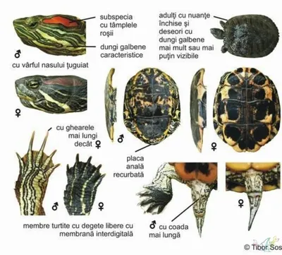 Как определить пол красноухой черепахи? | Четыре Лапы. Все о домашних  животных | Дзен