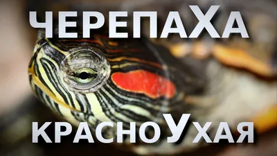 Черепаха красноухая - Trachemys scripta (S)