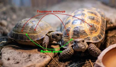 Красноухая черепаха / Trachemys scripta - «Маленький черепашенок- это не  игрушка для детей. Помните об этом, когда покупаете его. Я развею все  рассказы продавцов и расскажу о правильном уходе за красноухими  черепахами.» | отзывы