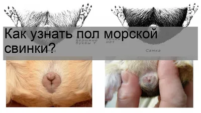 Как определить пол морской свинки: полное руководство - Свинки.ру