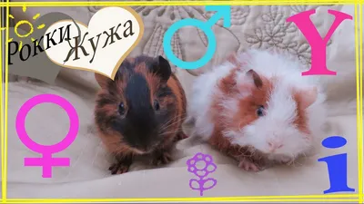 Как определить пол у морской свинки. Самка или самец? How to determine the  sex of a guinea pig? - YouTube