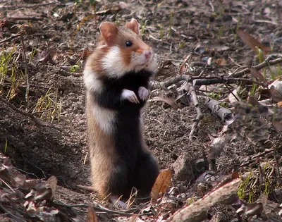 Экоэлектричка - 🐹🐹🐹Мы привыкли считать хомяков домашним... | Facebook