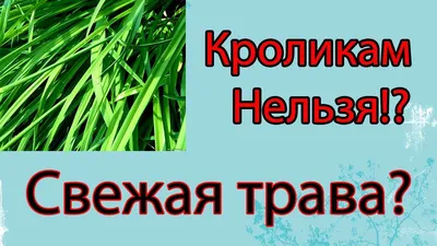 Чем кормить кроликов в домашних условиях для быстрого роста | Кормление  кроликов