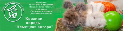 Чем кормить декоративного кролика НЕЛЬЗЯ!