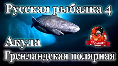 Акулу прожившую 500 лет нашли ученые в Гренландии – фото - Fun | Сегодня