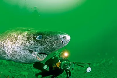 Акула-долгожитель | Greenland shark, Poster pictures, Species of sharks