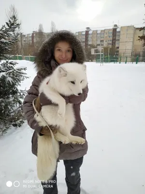 Полярная лиса Стоковые фотографии, картинки, все без лицензионных  отчислений - Envato Elements