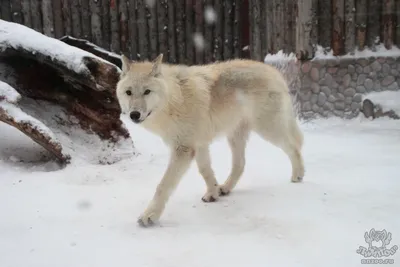 Полярный волк (Canis lupus tundrarum) — Зоопарк «Лимпопо» г. Нижний  Новгород – Нижегородский зоопарк