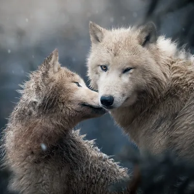 Вятские картины на холсте \"Arctic wolf полярный волк\" на подрамнике / декор  для дома / интерьер / на стену | AliExpress