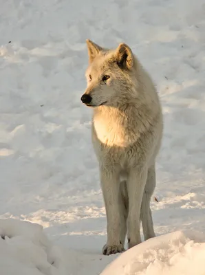 Арктический Волк (Canis Lupus Arctos), Он Же Полярный Волк Или Белый Волк -  Портрет Этого Прекрасного Хищника Крупным Планом. Фотография, картинки,  изображения и сток-фотография без роялти. Image 9697127