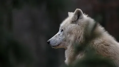 620. По местам наших экспедиций. Чукотка. Полярный волк.