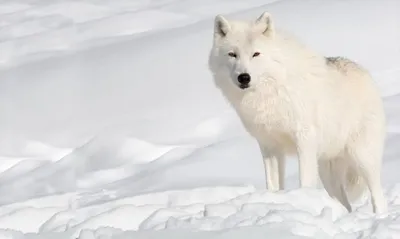 Арктический или полярный волк | Arctic wolf, Wolf pictures, White wolf