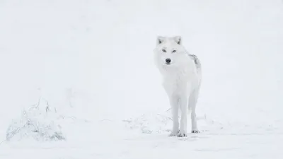 Фигурка Konik Полярный волк