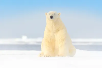 Где и как размножается белый медведь – GoArctic.ru – Портал о развитии  Арктики