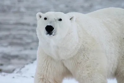 Белый медведь, или полярный медведь | zoo-ekzo.ru - Экзотические животные