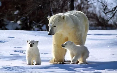 Polar Bears International - Организация Белые медведи, защита окружающей  среды на Северном полюсе