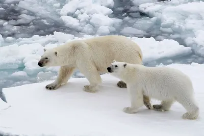 Глобальное потепление может уничтожить белых медведей раньше, чем считалось