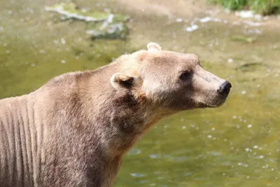 Как фотограф снял уникальные фото белых медведей