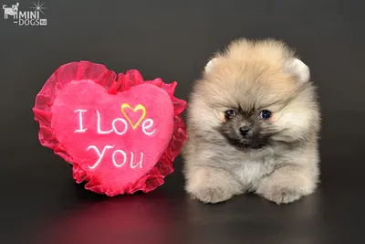 Мини щенок Померанского Шпица Янси Дакота «I Love You». Щенки клуба  Mini-Dogs