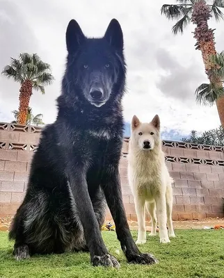 Волкособ (Wolfdog) - это активная, сильная и очень умная порода собак.  Описание, фото и отзывы.