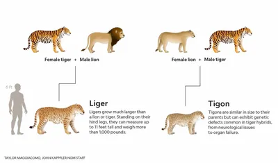 Лигр и тигролев: чем отличаются гибриды льва и тигра