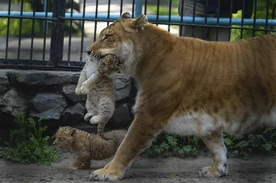 🐯 Красивый Лигр Это гибрид льва …» — создано в Шедевруме