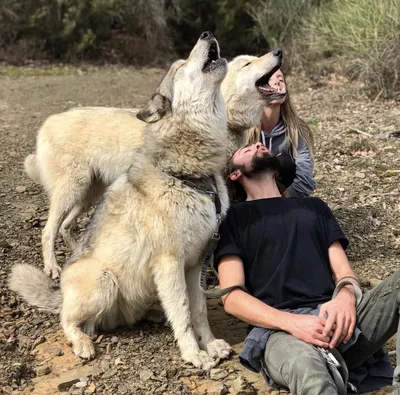 Волкособ или гибрид волка🐺- в чем разница? Волкособ-это помесь волка и  немецкой овчарки. Гибрид волка-это разнопроцентный гибрид волка и … |  Instagram