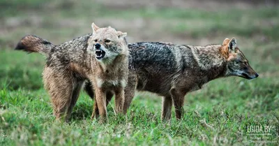 Волкособ или гибрид волка🐺- в чем разница? Волкособ-это помесь волка и  немецкой овчарки. Гибрид волка-это разнопроцентный гибрид волка и … |  Instagram