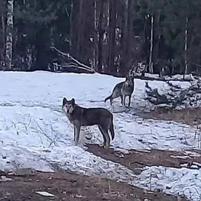 Гибрид волка коёта и собаки» — создано в Шедевруме