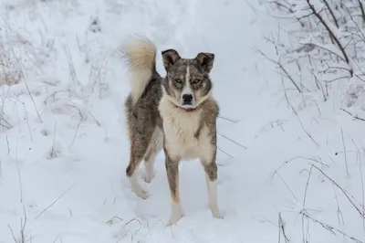 портрет взрослой волчонки Canis Lupus. гибрид волка и собаки Стоковое Фото  - изображение насчитывающей серо, генетическо: 216922276