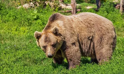 Огромный помёт бурого медведя поставил рекорд выживаемости - Рамблер/новости