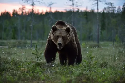 Фиолетовые фекалии Arctos Ursus бурого медведя после ягод Стоковое Фото -  изображение насчитывающей черный, идентификация: 118060130