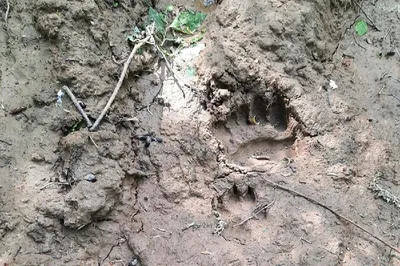 Медведь жрет свои же какашки и …» — создано в Шедевруме