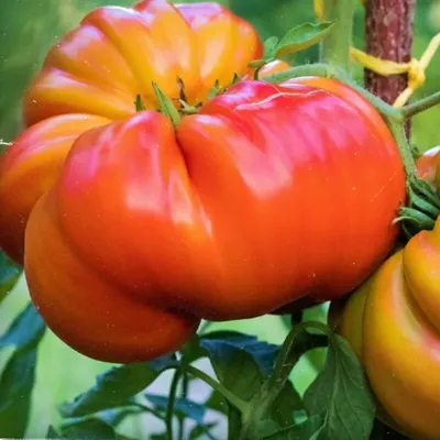 ШАПКА МОНОМАХА - семена томатов 0.1 г, 4.50 грн.