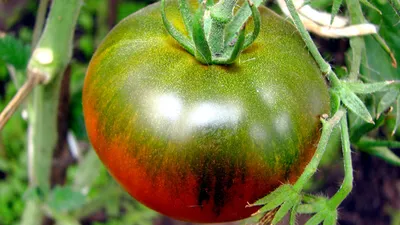 Лучшие крупноплодные томаты для открытого грунта. Выбираем правильные сорта  | Виктория Радзевская - Дачные секреты | Дзен