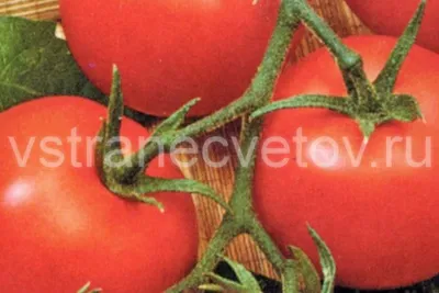 Выбираем самые «урожайные» сорта томатов для выращивания в теплице в 2024  году! Теперь соседи обзавидуются | Огородные шпаргалки | Дзен