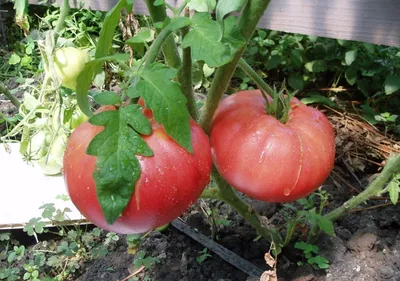 Агроном рассказал, какие помидоры он ни за что не посеет снова - МК Тула