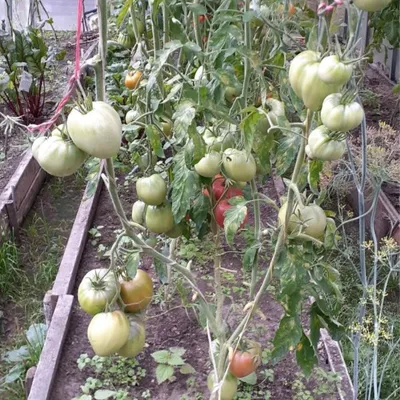 Какие семена томатов выбрать? Характеристики сортов томата. Фото — Ботаничка