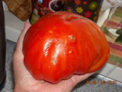 Фото томатов и названия сортов