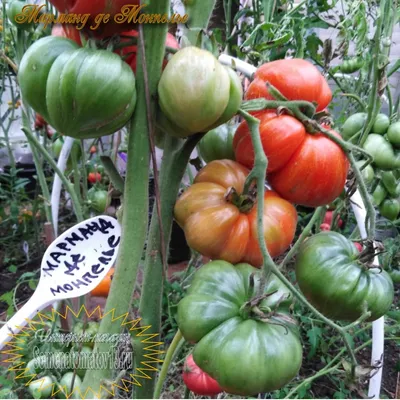 Купить набор семян «мясистые низкорослые томаты для сибири» 5 упаковок -  цена 197 руб. - Доставка по Новосибирску