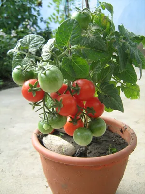Семена Томатов Советский крупноплодный Сибирский сад 39023219 купить за 211  ₽ в интернет-магазине Wildberries