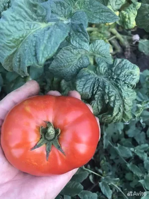 Как правильно подобрать сорт томатов - GreenMarket